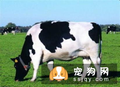 【土佐犬】土佐犬多少钱,好养吗?土佐犬图片|价格|训练