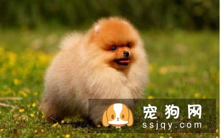 纽芬兰犬多少钱，好养吗?纽芬兰犬图片|价格|训练