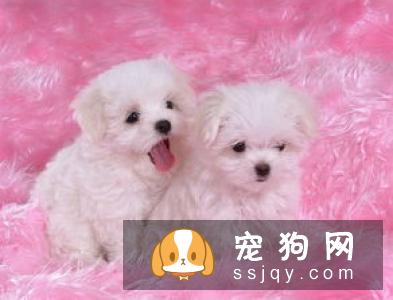 买宠物狗必看：500元和50000元的狗狗有啥区别？