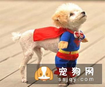 狗狗患上尿路感染怎么办？
