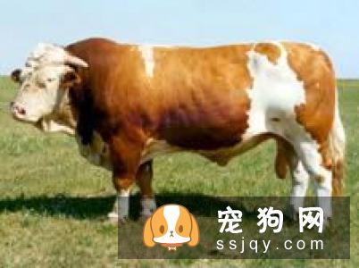 【牛头梗好养吗】牛头梗日常饲养的方法是什么？