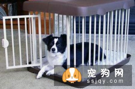 每一次把它关进笼子里，它总是撕心裂肺的嚎叫
