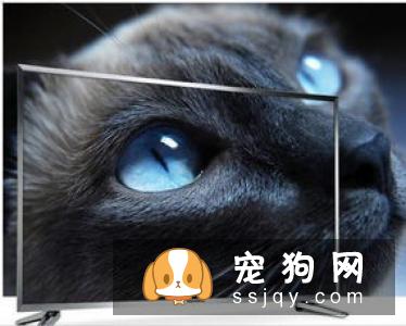 犬猫肠梗阻的症状_病因及危害！