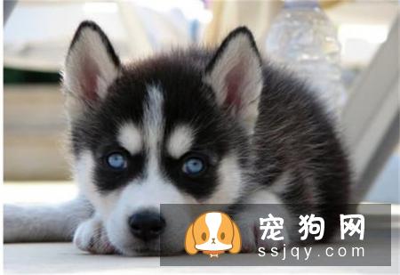 【拉萨犬】拉萨犬和西施犬的区别_拉萨犬多少钱|价格