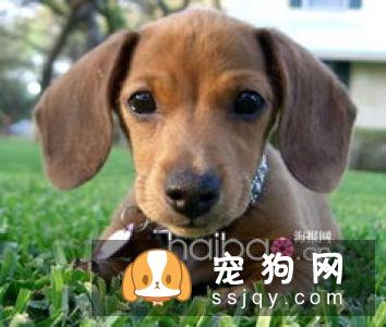【腊肠不能吃什么食物】腊肠犬喜欢吃什么？
