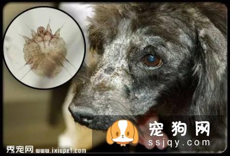 如果你不想让狗狗得“皮肤病”受罪，最好打开这篇文章！