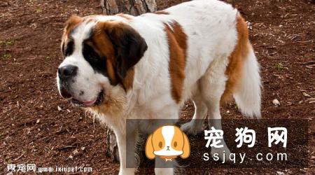 【圣伯纳犬】圣伯纳犬的外形特征和饲养方法