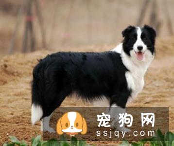 喜乐蒂牧羊犬的性格特点_好养吗？喜乐蒂的优缺点_训练