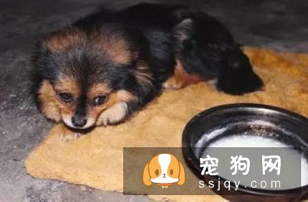 狗狗总是甩耳朵是怎么回事？