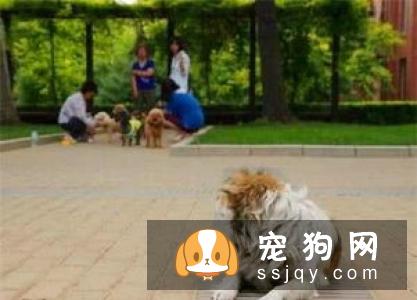 五种行为教你怎么看出狗狗内心活动！