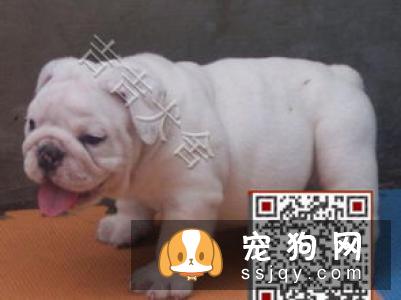 【法国斗牛犬】法国斗牛犬怎么养?法斗和英牛的区别