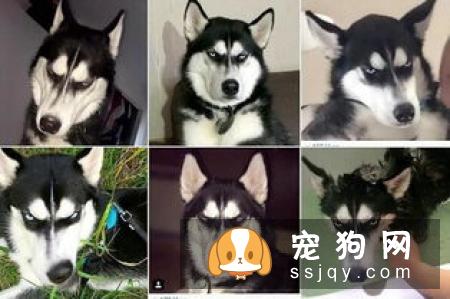 拉布拉多有哪些工作类型?拉布拉多易患的几种疾病及饲养方式