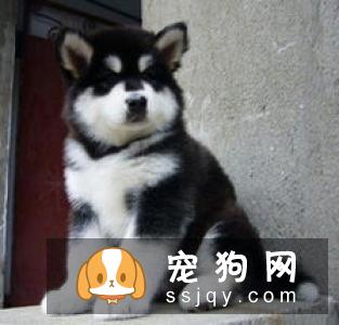 【幼犬挑选方法】怎么挑选巨型阿拉斯加幼犬？