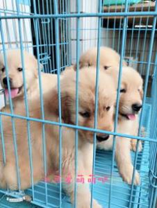 狗狗打疫苗的种类和接种时间
