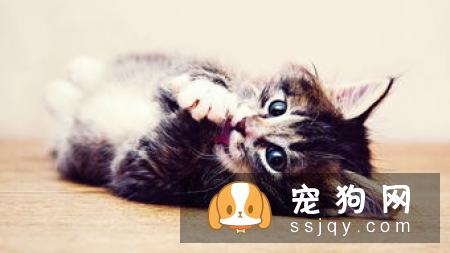 犬猫肠梗阻的症状_病因及危害！