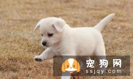 狗狗急救知识，铲屎君必备技能！