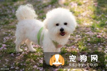 狗狗洗澡前，为什么要躲起来？