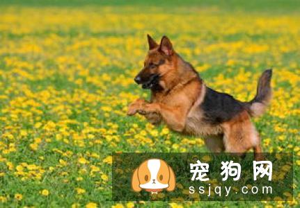 如果你家里的狗狗太顽皮该怎么处理？