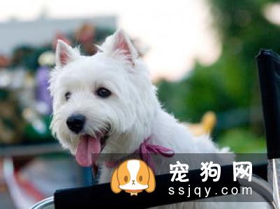 【西部高地白梗】西部高地白梗的性格特点_智商|价格|训练