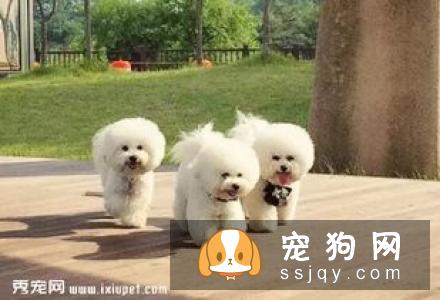 比熊狗粮排行榜上哪款狗狗更爱吃
