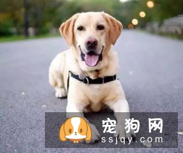 连养狗老手都未必清楚的五个常识问题