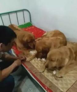 金毛可以吃馒头吗 金毛吃什么好