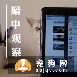 细解宠物的喂养知识！