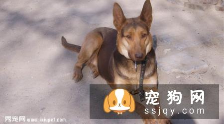 【苏联红犬】苏联红犬好养吗?苏联红犬图片|价格|训练