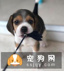 【比格犬挑选方法】比格犬有什么颜色？