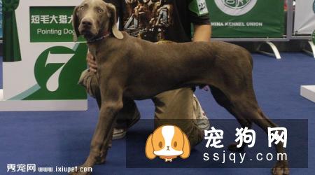 威玛猎犬好养吗?威玛猎犬多少钱_智商高吗？