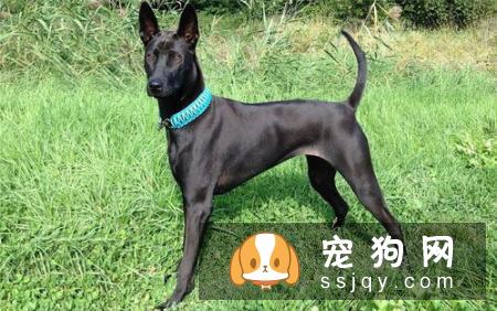 法老王猎犬好养吗?法老王猎犬图片|价格|训练
