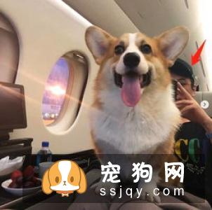正确带狗狗遛弯的技巧
