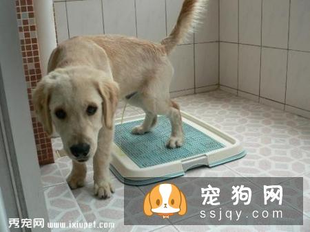 主人们还在头疼狗狗乱撒尿吗？