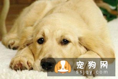 荷兰毛狮犬好养吗?荷兰毛狮犬图片|价格|训练