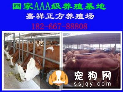 凯利蓝梗形态特征_凯利蓝梗图片_凯利蓝梗饲养_多少钱一只