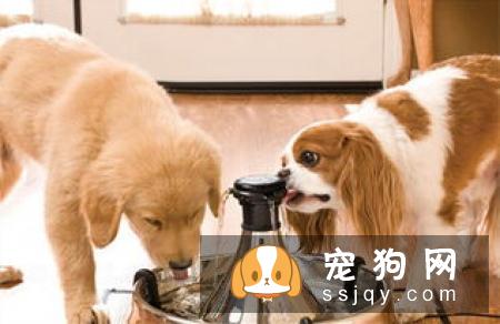 狗狗皮肤干燥怎么办