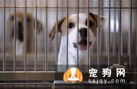 每一次把它关进笼子里，它总是撕心裂肺的嚎叫