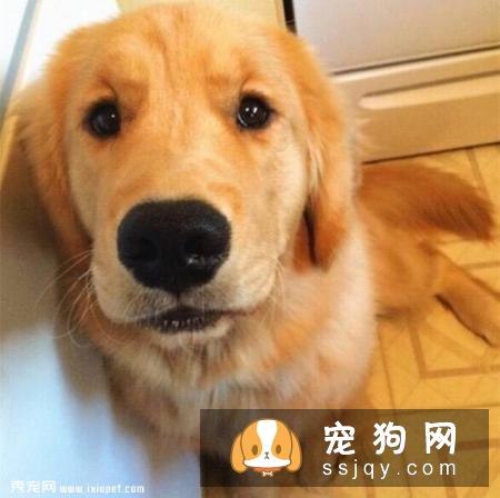 狗狗拉肚子别不当回事，有可能是感染细小病毒了