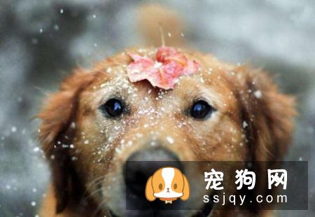 骨头不是狗狗想啃就能啃，看看后果吧！