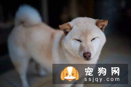 柴犬多少钱一只，好养吗？