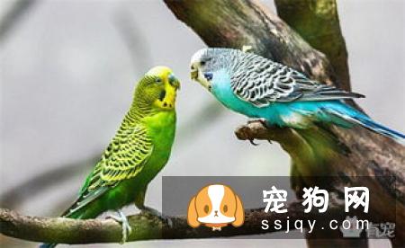 柴犬叫声是什么声音 了解下它们声音表达的意思