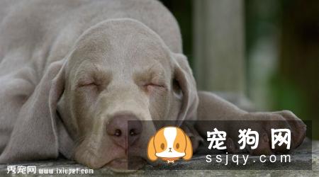 威玛猎犬好养吗?威玛猎犬多少钱_智商高吗？