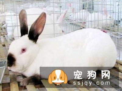 拉布拉多有哪些工作类型?拉布拉多易患的几种疾病及饲养方式