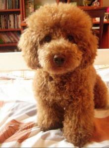 喜乐蒂牧羊犬的性格特点_好养吗？喜乐蒂的优缺点_训练