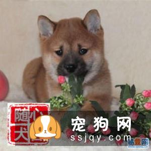 日本柴犬多少钱一只 颜色血统品相的差距价格是不同的
