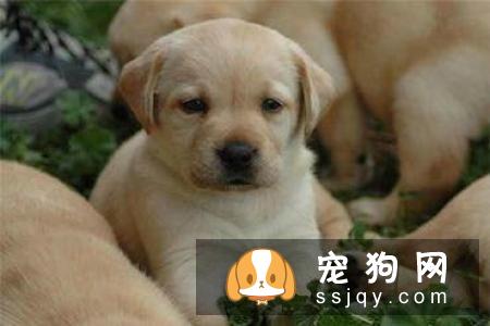 【下司犬】下司犬多少钱,好养吗?下司犬图片|价格|训练