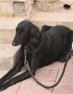 【细犬】细犬多少钱,好养吗?细犬图片|价格|训练