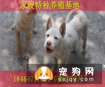 【下司犬】下司犬多少钱,好养吗?下司犬图片|价格|训练