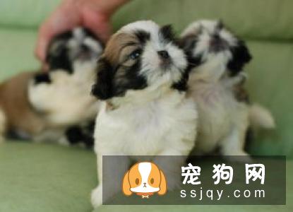 【拉萨犬】拉萨犬和西施犬的区别_拉萨犬多少钱|价格