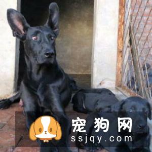 【兰波格犬】兰波格犬好养吗_图片|价格|训练